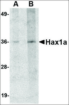 Anti-Hax1a antibody produced in rabbit