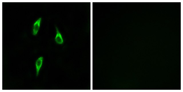 Anti-OR51B2 antibody produced in rabbit
