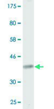 Monoclonal Anti-CACNA1I antibody produced in