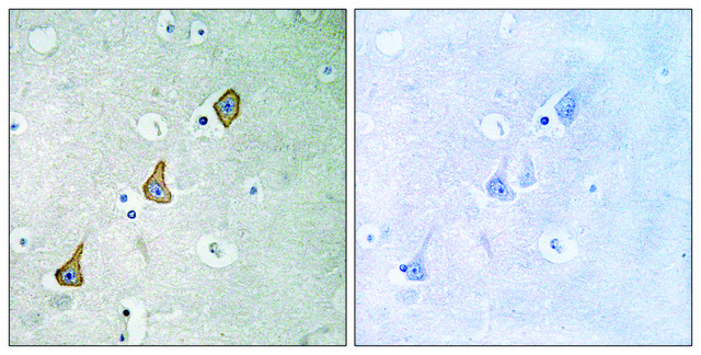 Anti-PECAM-1 antibody produced in rabbit