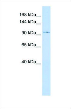 Anti-TRPC6 antibody produced in rabbit