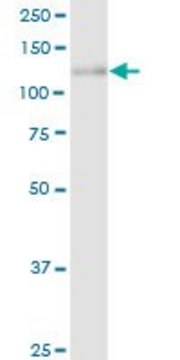 Anti-CLSTN1 antibody produced in rabbit