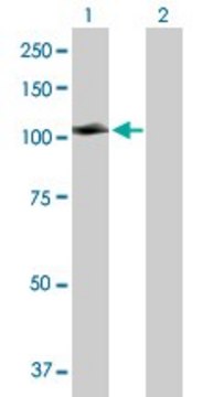 Anti-MCC antibody produced in rabbit