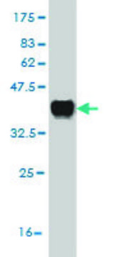 Monoclonal Anti-KLK1 antibody produced in