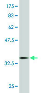 Monoclonal Anti-SEPT11 antibody produced in