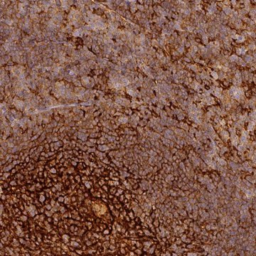 Anti-TMEM42 antibody produced in rabbit