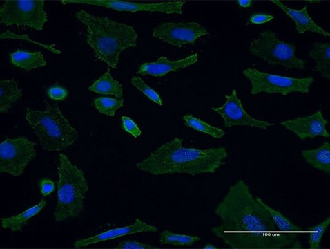 Monoclonal Anti-SH3GL1 antibody produced in