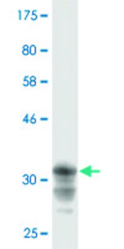 Monoclonal Anti-CRTAP antibody produced in
