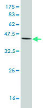 Monoclonal Anti-IL18BP antibody produced in