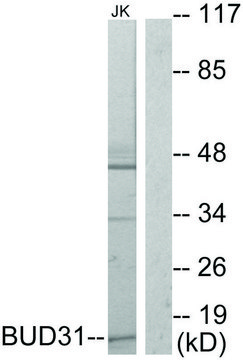 Anti-BUD31 antibody produced in rabbit