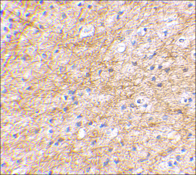 Anti-AIFM3 antibody produced in rabbit