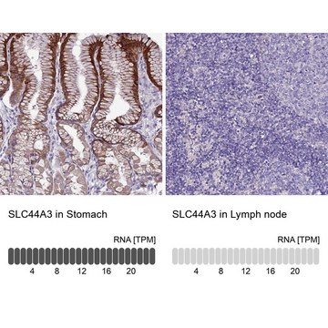 Anti-SLC44A3 antibody produced in rabbit