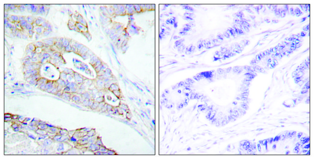 Anti-CD45 antibody produced in rabbit