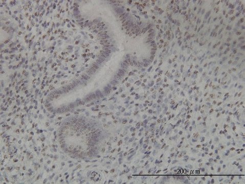 Monoclonal Anti-NEK11 antibody produced in