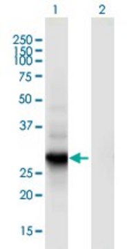 Monoclonal Anti-RGS18 antibody produced in
