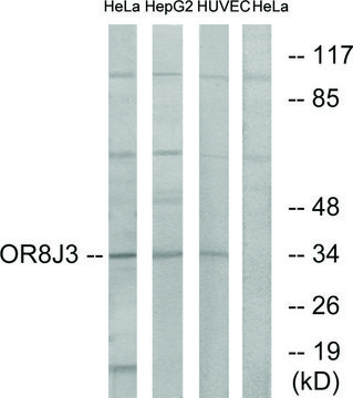 Anti-OR8J3 antibody produced in rabbit