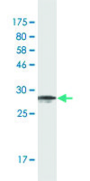 Monoclonal Anti-CPNE5 antibody produced in