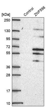 Anti-ZNF596 antibody produced in rabbit