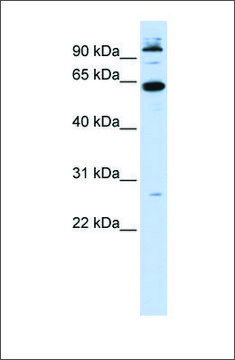 Anti-MNT antibody produced in rabbit