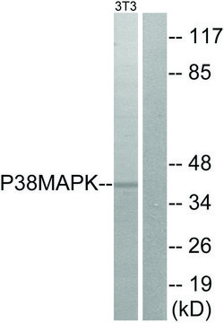 Anti-p38 MAPK antibody produced in