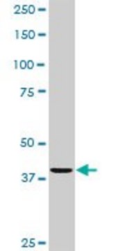 Anti-CDC123 antibody produced in rabbit