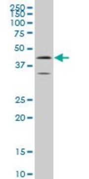 ANTI-ELF3 antibody produced in mouse