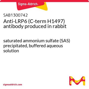 Anti-LRP6 (C-term H1497) antibody produced