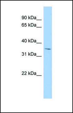 Anti-MPST antibody produced in rabbit