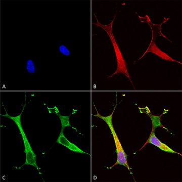 Monoclonal Anti-Snat1 - Atto 390