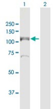 Anti-MCM6 antibody produced in rabbit