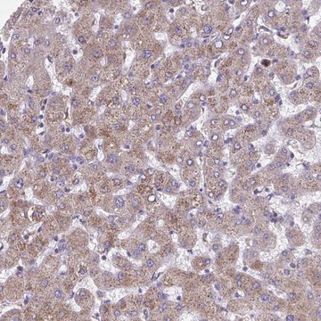 Anti-NIPSNAP1 antibody produced in rabbit