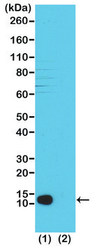 Anti-Trimethyl-Histone H4 (Lys20) antibody, Rabbit