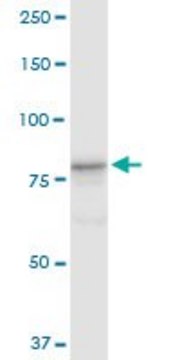 Anti-CUL4A antibody produced in rabbit