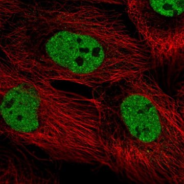 Anti-PPRC1 antibody produced in rabbit