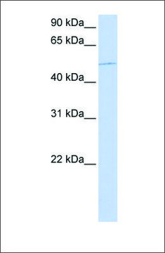 Anti-KIF12 antibody produced in rabbit