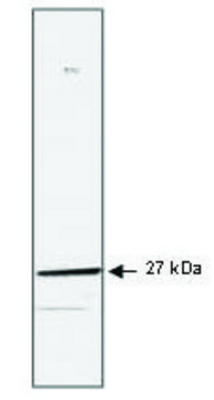 Monoclonal Anti-HSP27 antibody produced in