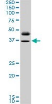 ANTI-PAX8 antibody produced in mouse