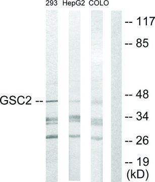Anti-GSC2 antibody produced in rabbit