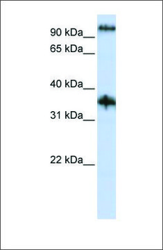 Anti-C9ORF4 antibody produced in rabbit