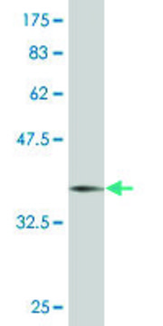Monoclonal Anti-NALP12, (N-terminal) antibody produced