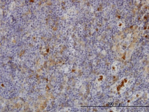 ANTI-FGR antibody produced in mouse