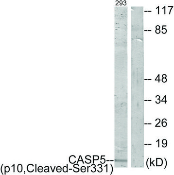 Anti-CASP5 (p10, Cleaved-Ser³³¹) antibody produced