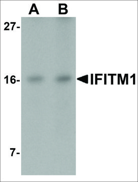 Anti-IFITM1 antibody produced in rabbit