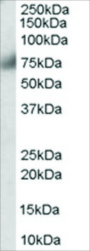 Anti-FGFR1 antibody produced in goat