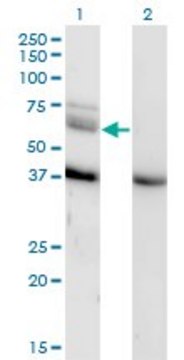 Monoclonal Anti-MAP3K7, (C-terminal) antibody produced