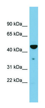 Anti-TAPBP antibody produced in rabbit