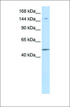 Anti-PRDM15 (ab2) antibody produced in