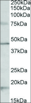 Anti-Htr1a antibody produced in goat