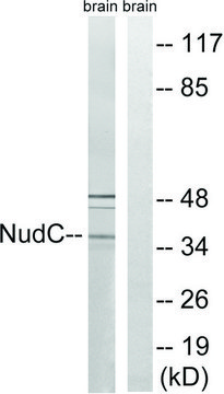 Anti-NUDC antibody produced in rabbit