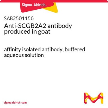 Anti-SCGB2A2 antibody produced in goat